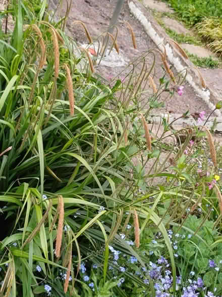 Photo of free Grass (Ettingshall WV4) #1