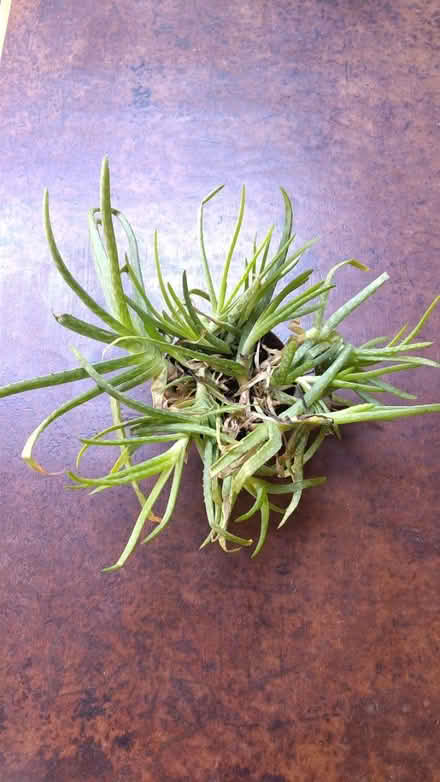 Photo of free Aloe vera (SW11 5) #1