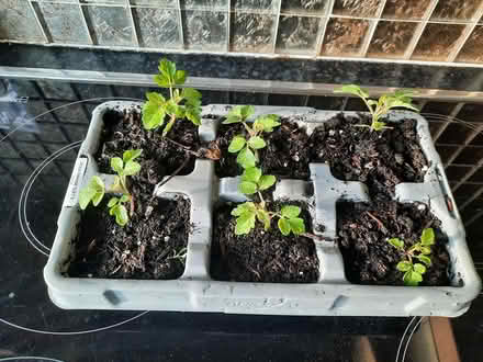 Photo of free 6 seedling hanging basket tomatoes (Morden SM4) #2
