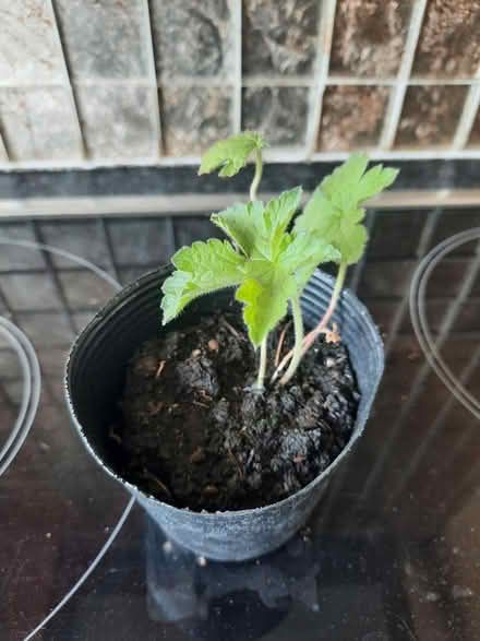 Photo of free Hardy Pink Geranium seedling (Morden SM4) #3