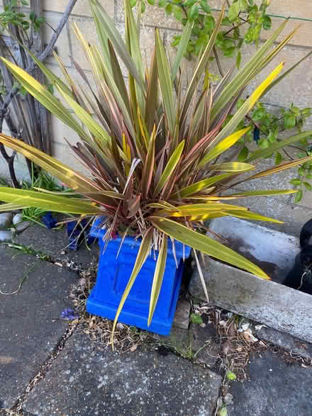 Photo of free Potted cordaline (Kingsway) #1
