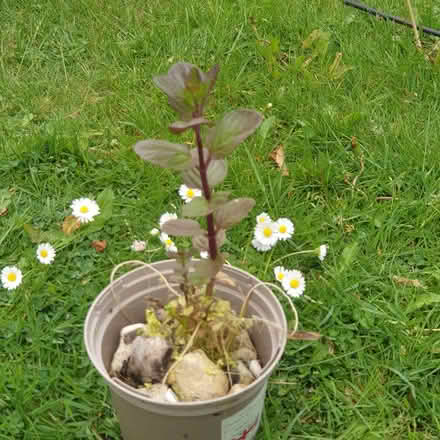 Photo of free Water mint pond/marginal/bog plant (Parkstone, Poole, BH14) #1