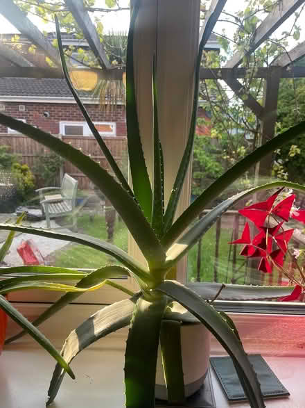 Photo of free Aloe plant (TN13) #1