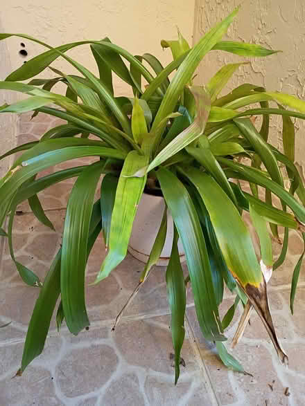 Photo of free Bromeliad plant (Sunrise- near City Hall) #3