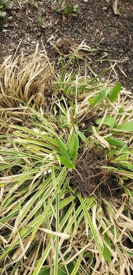Photo of free Lilies of the valley plants grasses (NE Yonkers) #2