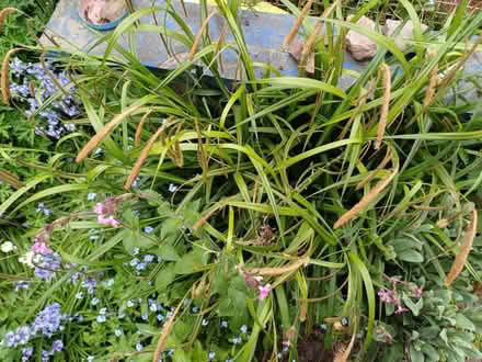 Photo of free Grass (Ettingshall WV4) #2