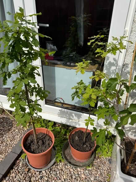 Photo of free Oak saplings approx 3ft / 1m tall (North Watford WD24) #1