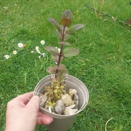 Photo of free Water mint pond/marginal/bog plant (Parkstone, Poole, BH14) #3