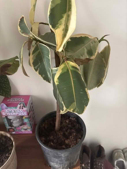 Photo of free Rubber plant (Broomgrove TN34) #1