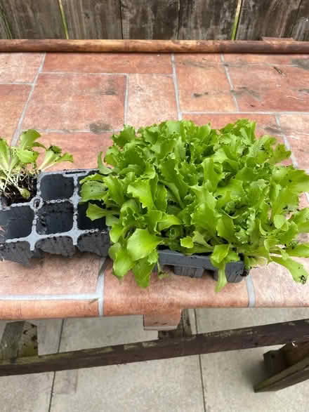 Photo of free Lettuce plants (Whitburn SR6) #1