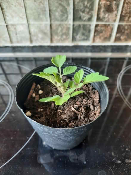 Photo of free Lone Tomato (Morden SM4) #1