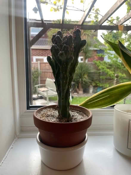 Photo of free Cactus (TN13) #1