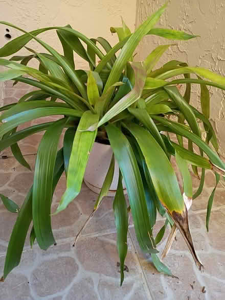 Photo of free Bromeliad plant (Sunrise- near City Hall) #2