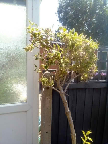 Photo of free Pink bush flowers every year (Prenton ch43) #1