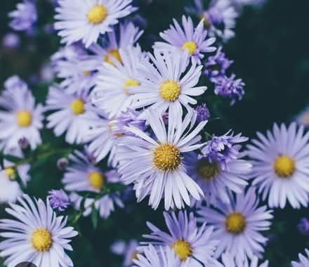 Photo of free September Flower ‘Aster’ (East Challow OX12) #2