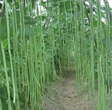 Photo of free Thailand Snake beans Yard long (Morden SM4) #2