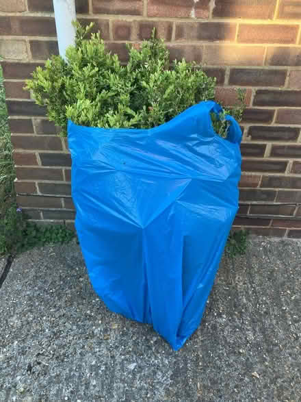 Photo of free Box hedge bush (up to 6) (Woodley RG5) #1