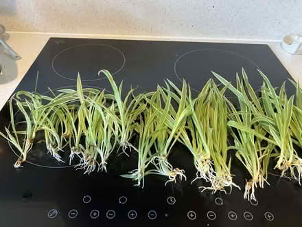 Photo of free Houseplant cuttings (Micklefield HP13) #2