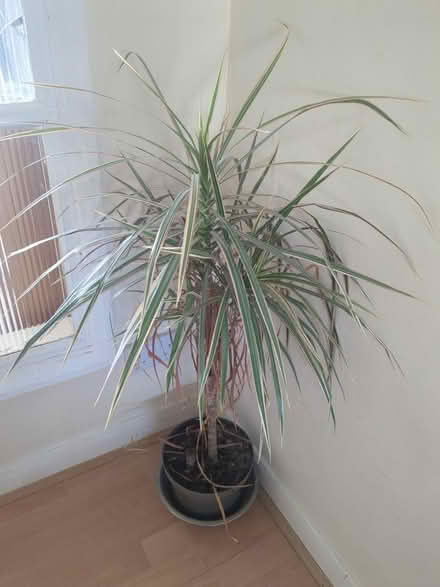 Photo of free Indoor plant (BA1) #1