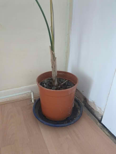 Photo of free Indoor palm plant (BA1) #2