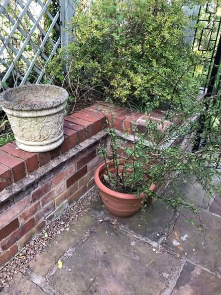 Photo of free Berberis shrub plus concrete plant pot (Malvern Link WR14) #1