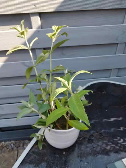 Photo of free Bare Root Buddleia (Shenley Lodge MK5) #1
