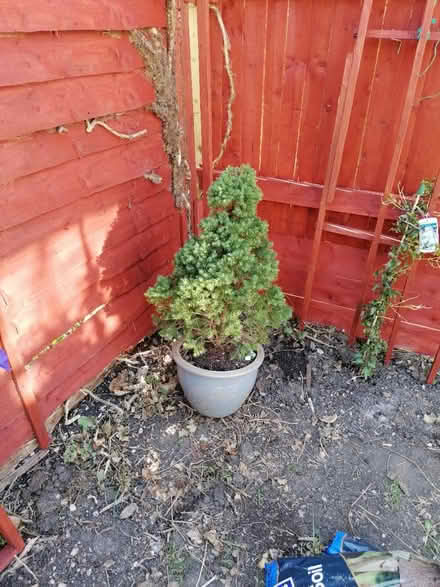Photo of free Conifer plant (Littleport CB6) #1
