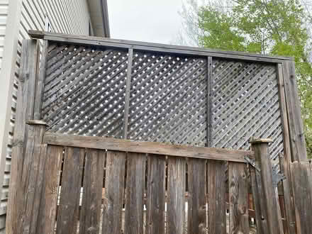 Photo of free Trellis 8 x 4 (Orleans) #1