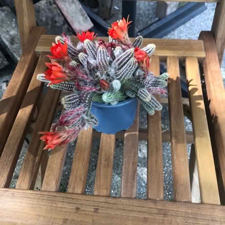 Photo of free Flowering cacti (Westbury BA13) #1