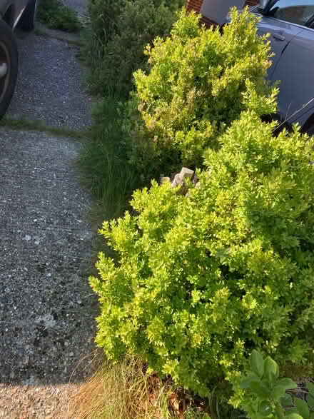 Photo of free Box hedge bush (up to 6) (Woodley RG5) #2