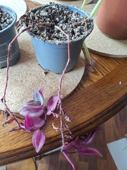 Photo of free Various potted plants (Wellesbourne, CV35) #3