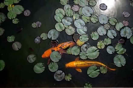 Photo of Fish for Pond (Denton M34) #1