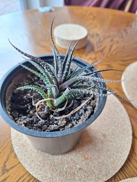 Photo of free Various potted plants (Wellesbourne, CV35) #1