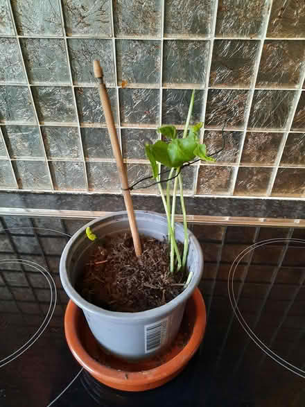 Photo of free Thailand Snake beans Yard long (Morden SM4) #1