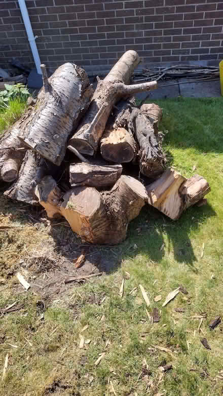 Photo of free Wood for stumpery, wildlife garden or firewood (Longbarn WA2) #1