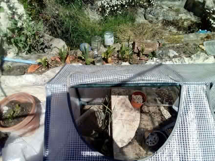 Photo of free Mini Greenhouse (Taverham NR8) #2
