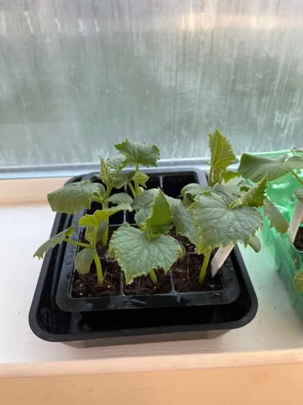 Photo of free Cucumber plants (Rainworth) #1