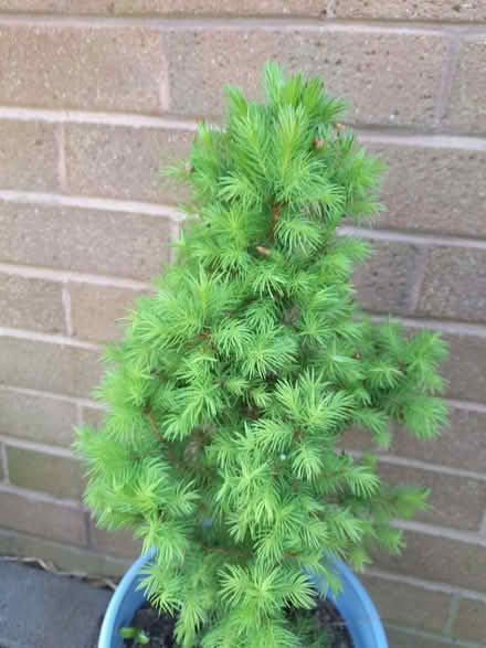 Photo of free 2 different pine tree plants (Westbury SY5) #1