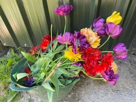 Photo of free Tulip bulbs (Weston LD7) #1