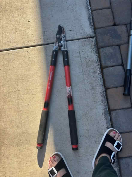Photo of free Shrub / Tree calipers (Cambrian areA) #2