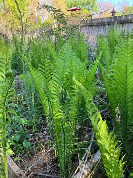 Photo of free Ostrich Fern (Near Gary Ave & Schick Rd) #1