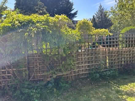 Photo of free Wisteria cuttings (Orpington BR6) #1