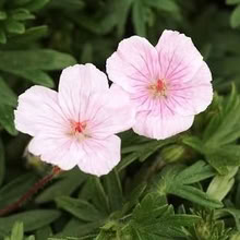 Photo of free Geranium Sanguineum (Morden SM4) #1