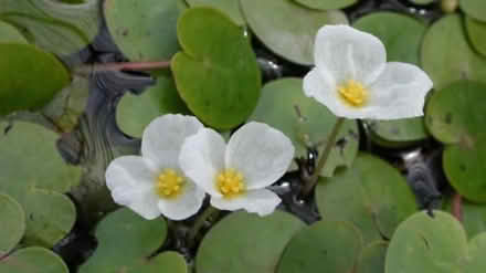 Photo of Pond plant - frogbit (Cheadle SK8) #1