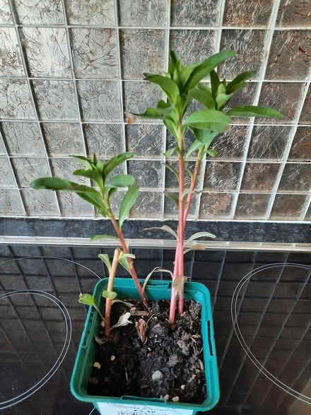 Photo of free White Lysmachia (Morden SM4) #3