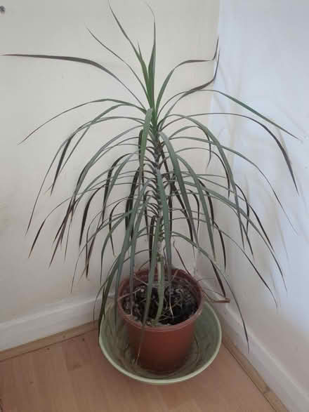 Photo of free Indoor plant (BA1) #1