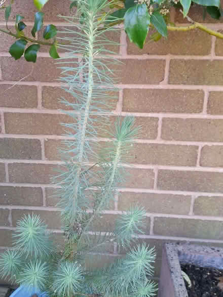 Photo of free 2 different pine tree plants (Westbury SY5) #2