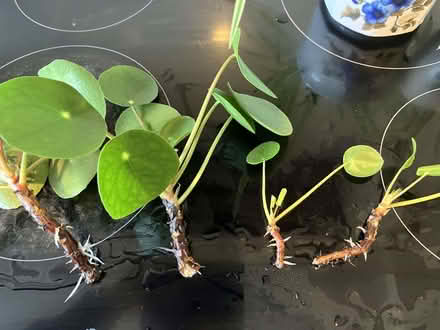 Photo of free Houseplant cuttings (Micklefield HP13) #1