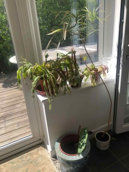 Photo of free Indoor plants (My Lord's Rock TN40) #1