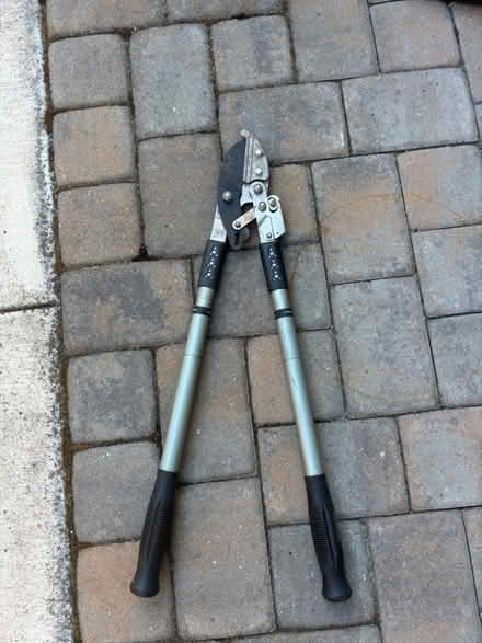 Photo of free Shrub / Tree calipers (Cambrian areA) #1
